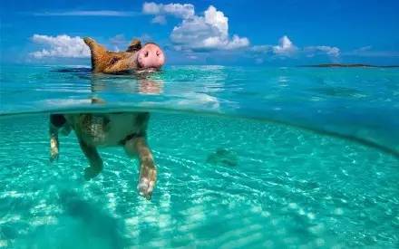 海里游泳的猪仔