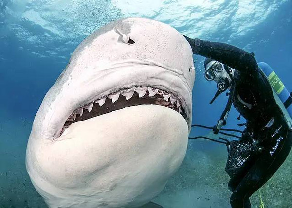 海底世界大白鲨