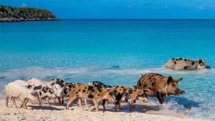 游走在沙滩上的小猪