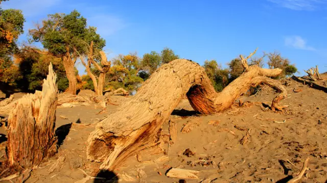那片金色的胡杨林