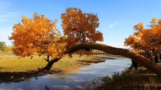 重庆到额济纳旗旅游