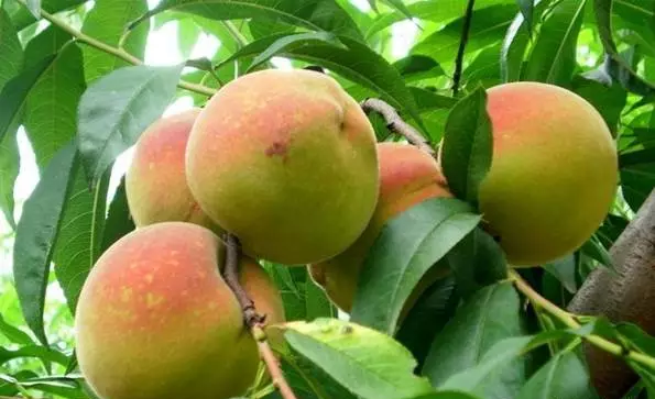 天宝寨农业生态园