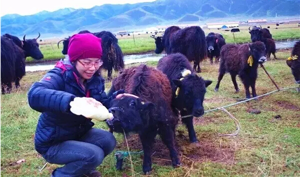 享受高原上游藏族的热情接待，和他们一起生活