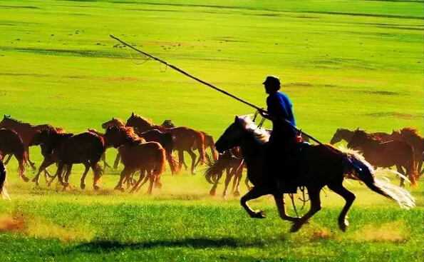 在最美草原自由翱翔——呼伦贝尔大草原