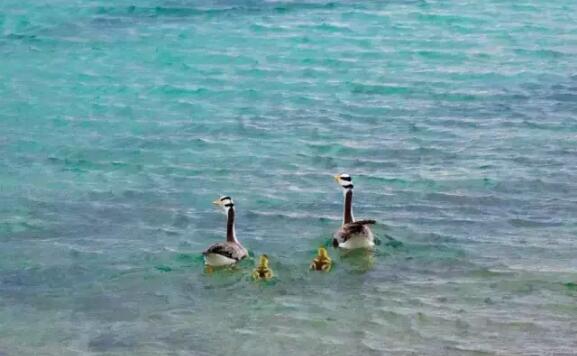 纳木错湖畔的斑头雁