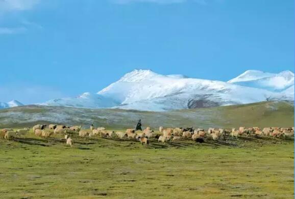 藏北牧场
