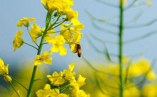 汉中油菜花