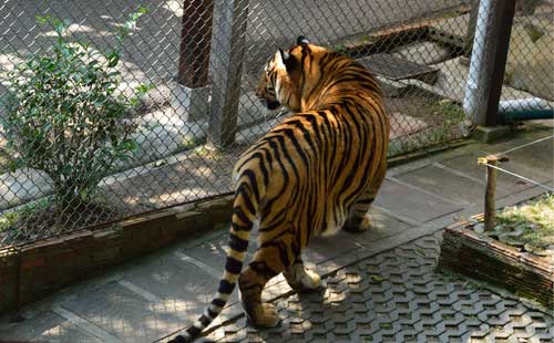 泰国清迈老虎园