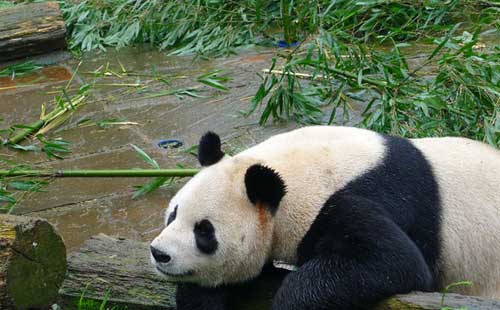 雅安大熊猫