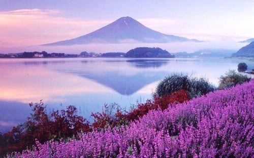 富士山薰衣草