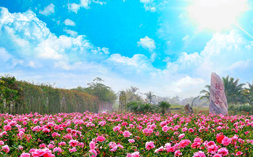 亚龙湾国际玫瑰谷