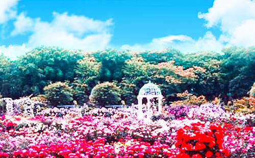 亚龙湾国际玫瑰谷