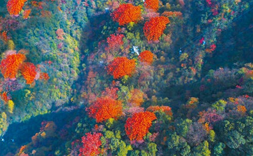 金佛山秋天