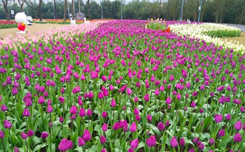 长寿湖郁金香2