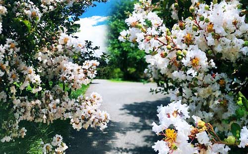 西双版纳热带植物园2