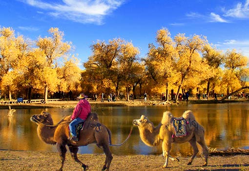 额济纳旗胡杨林2