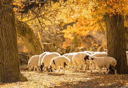 额济纳旗胡杨林6