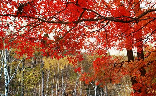 日本红叶季