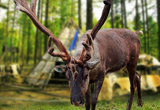 敖鲁古雅使鹿部落