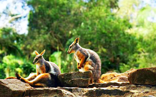 可伦宾野生动物园-澳大利亚2