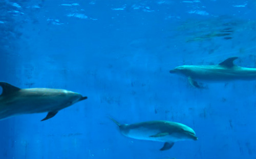 海昌极地海洋世界