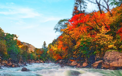 龙溪羌人谷红叶-1