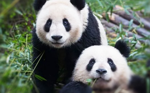 熊猫基地-3