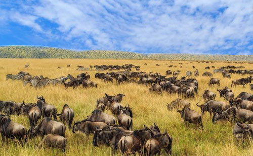 肯尼亚马赛马拉国家保护区
