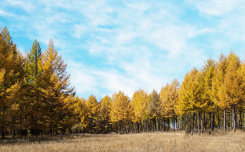 塞罕坝国家森林公园