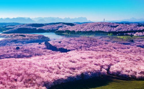 贵州平坝樱花