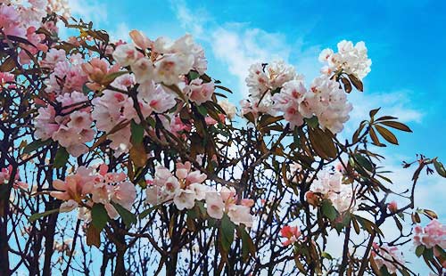 金佛山杜鹃花