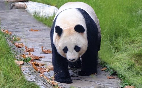 大熊猫保护研究中心