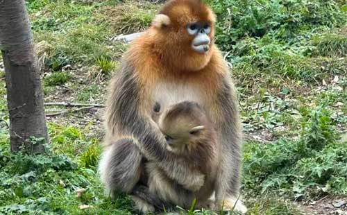 神农架猴子