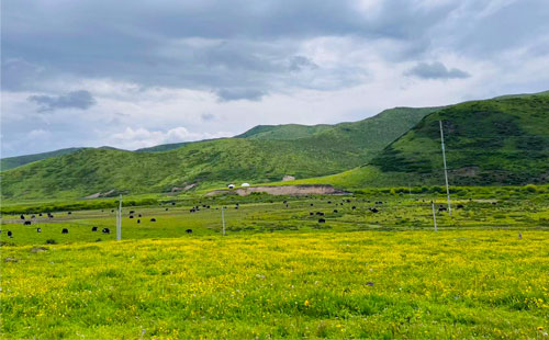 若尔盖花湖草原