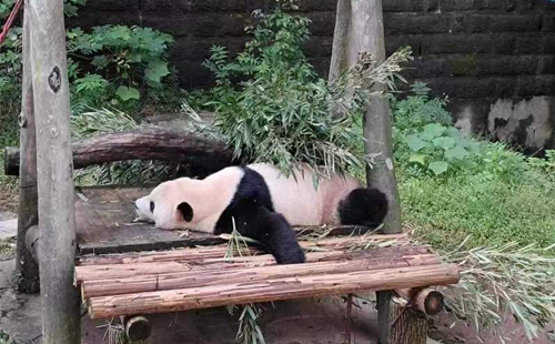 重庆动物园熊猫01